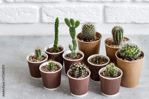 Obraz Cactus and succulent plants collection in paper cups. Home garden