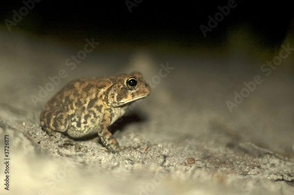 Obraz Small Frog at night wildlife