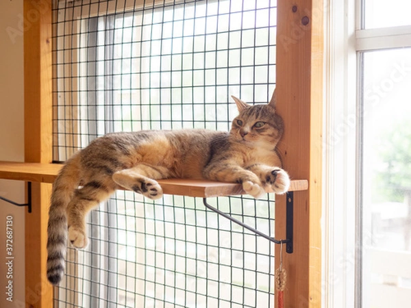 Fototapeta キャットウォークで寝ているキジトラ猫