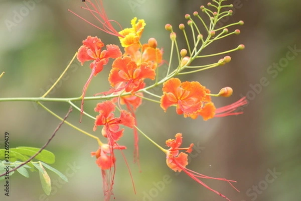 Obraz red and yellow flower