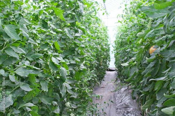 Obraz ビニールハウスのトマト畑