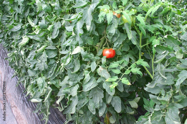 Fototapeta ビニールハウスのトマト畑