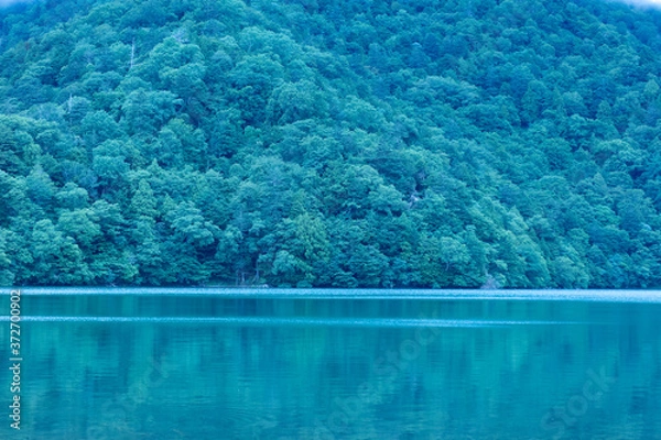 Obraz 湖と森の風景