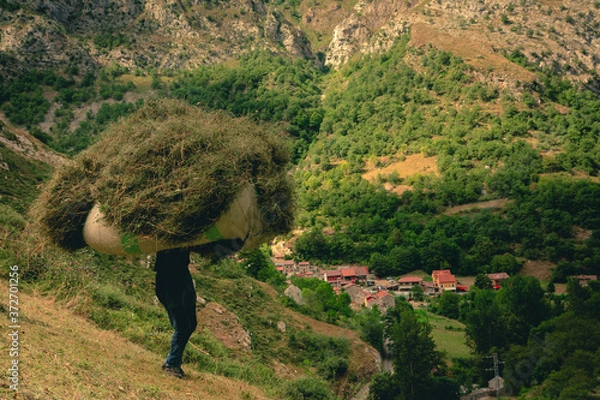 Obraz Paisano recogiendo la hierba segada sobre una colina en Caín de Valdeón con el pueblo de fondo y las montañas de picos de Europa en segundo plano