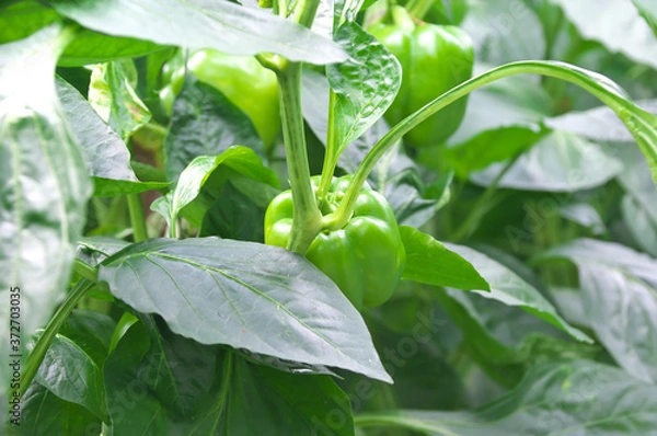 Obraz ピーマン畑