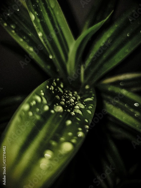 Fototapeta dew on a leaf