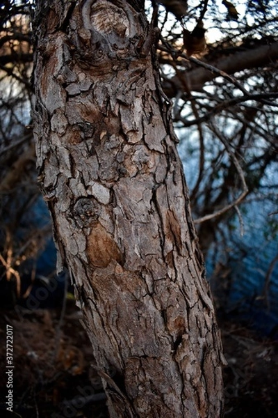 Fototapeta old tree trunk
