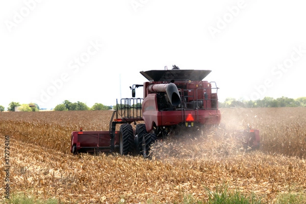 Fototapeta Harvesting corn in the summer in New Braunfels, TX