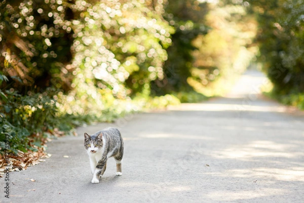 Obraz 山道で歩いている猫
