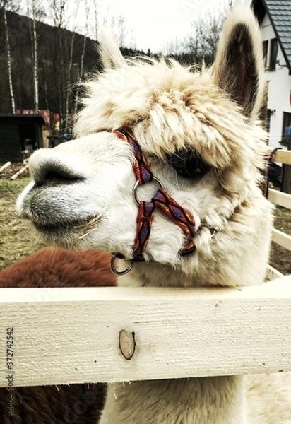 Obraz alpaca