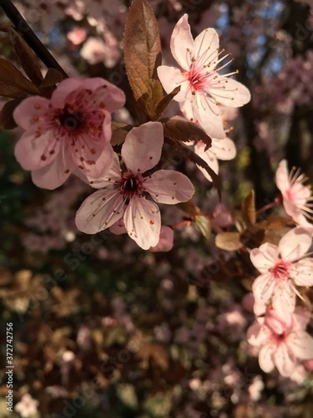 Obraz hanami