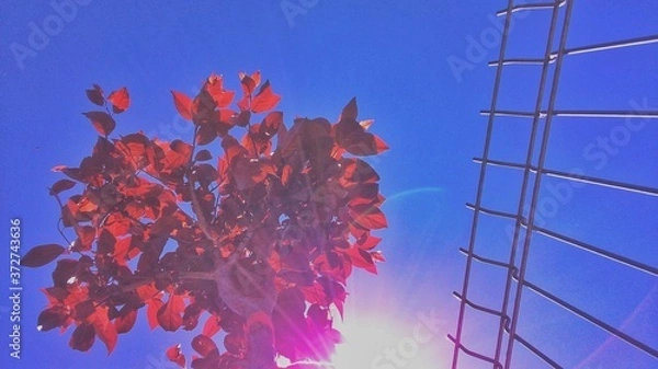 Obraz Hojas rojas de árbol