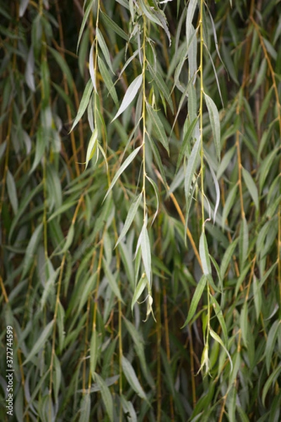 Fototapeta Wierzba płacząca - chrysocoma