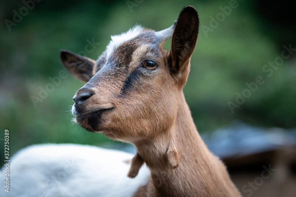 Fototapeta charming portrait of a dwarf goat