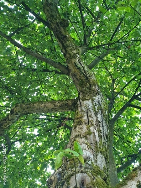Fototapeta Baum Apfelbaum