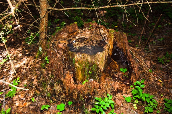 Fototapeta View of an old unusual brown pine stump. The remains of a felled tree