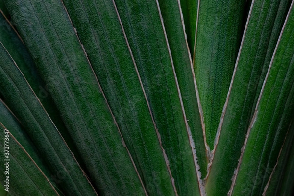Obraz Green leaves background