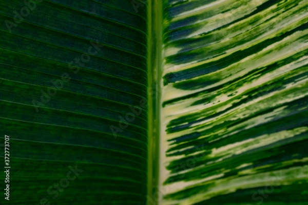 Obraz A two-tone leaf