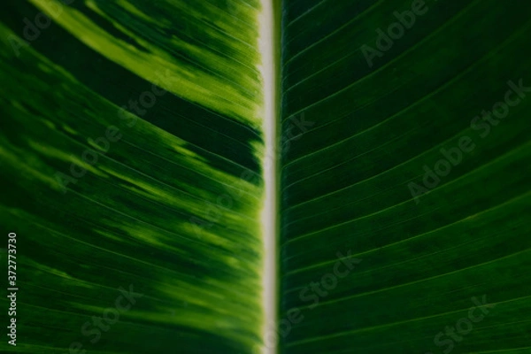 Obraz A two-tone leaf