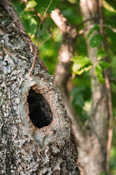 Obraz hole in a tree
