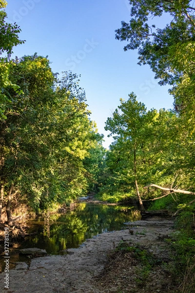 Obraz river in the forest