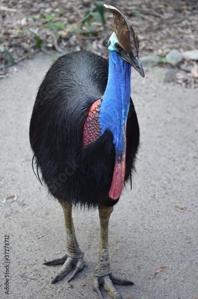 Obraz ヒクイドリ　全身