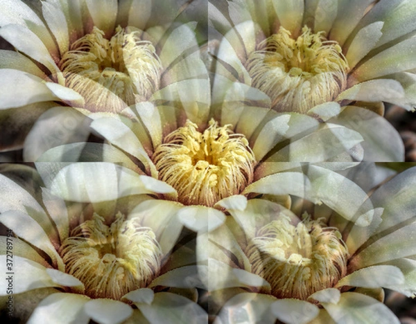 Fototapeta cactus flower background