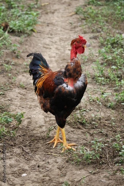 Obraz rooster in the farm