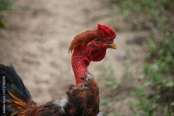Obraz rooster in the farm
