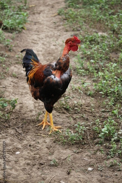Obraz rooster in the farm