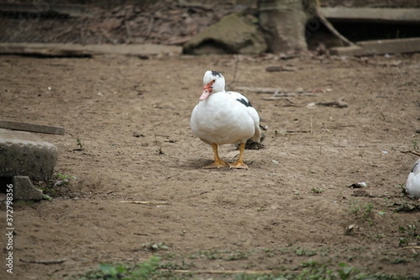 Obraz white goose in the grass
