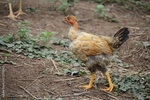 Obraz free range chickens