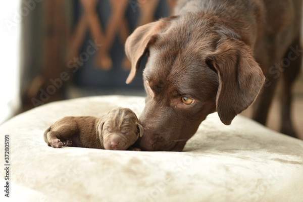 Fototapeta 赤ちゃんのお世話をするラブラドールレトリバーの母