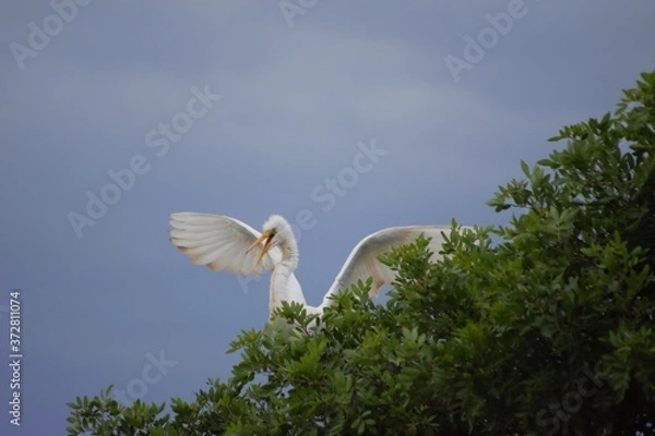Fototapeta heron in flight