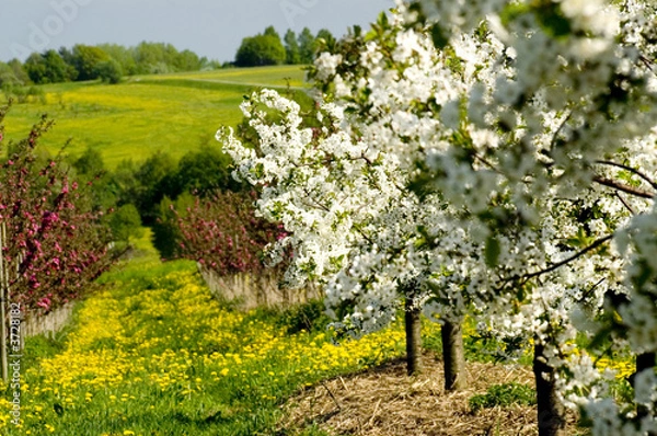 Obraz Blossoming apple trees