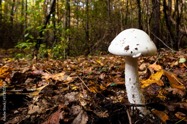 Obraz Mushroom in the Forest