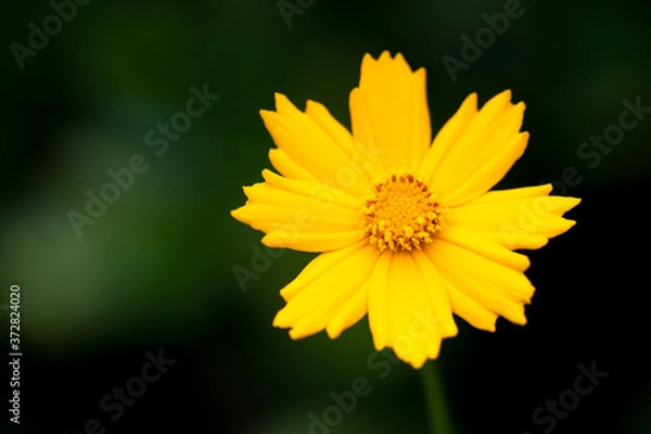 Obraz Yellow Daisy on Green