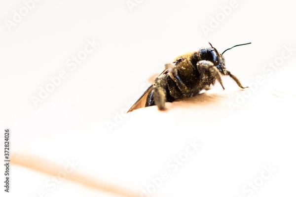 Obraz Carpenter Bee on White