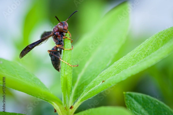 Obraz Wasp Clutching Leaf