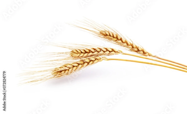 Obraz three spikelets of wheat on a white background