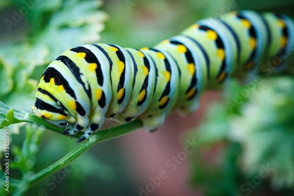 Obraz Swallowtail Caterpillar Feeding