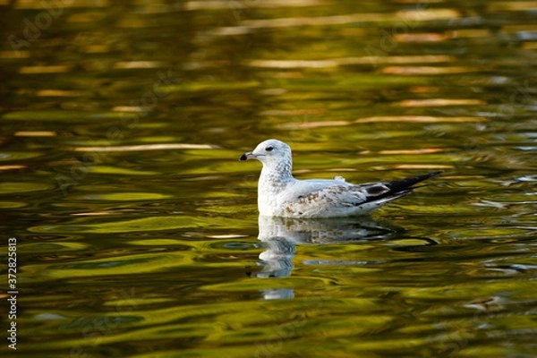 Obraz Gull on a Lake