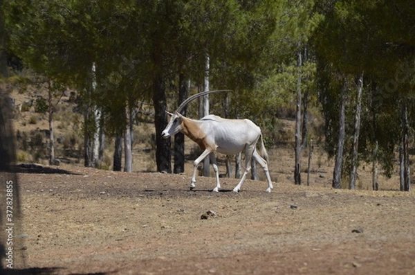 Obraz Oryx