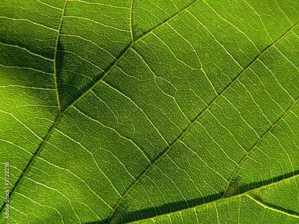 Obraz green leaf 5