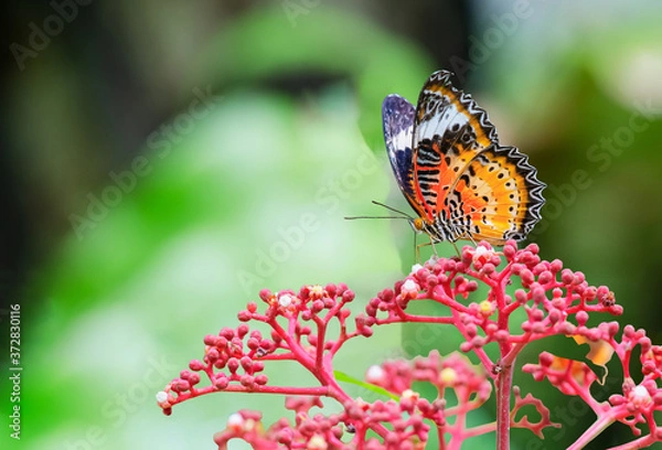 Obraz Leopard Lacewing on red flower