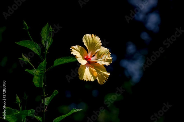 Obraz Hibiscus yellow  flower
