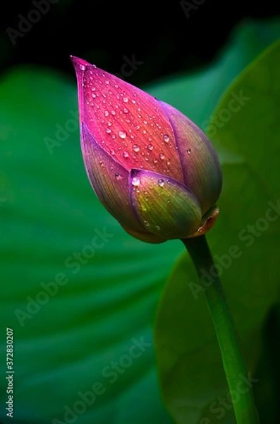 Obraz Pink lotus flower after raining 