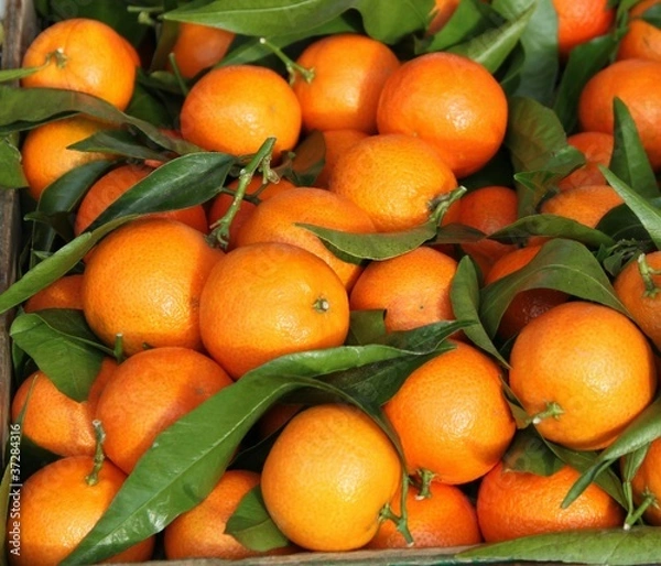 Obraz Fond de clémentines corses