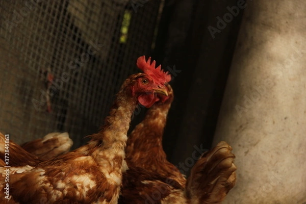 Obraz free range chicken