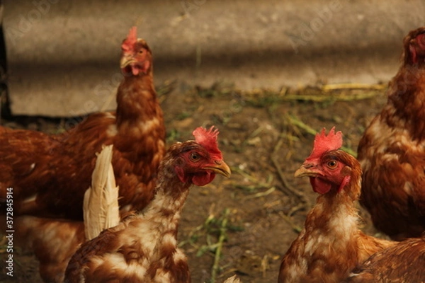 Obraz free range chickens